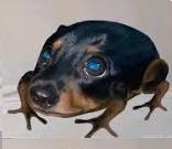drog (dog and frog)