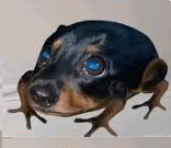 drog (dog and frog)